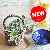 LAND PLANTS ヘデラ 可愛いバスケットセットの アイビー Basket series 種類:縁入りアイビー