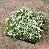 シバザクラ（芝桜）：白花のマット25cm×25cm 4枚セット ノーブランド品