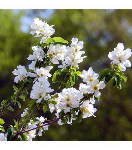 Amazon.co.jp: 花芽付きミラクルフルーツ 苗 苗木 花芽 : DIY・工具