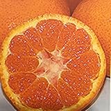 蜜柑(ミカン)の苗木　寿太郎