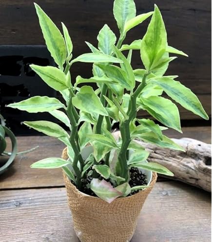 送料無料 入手困難 美丸 ステファニア スベローサ マーブルポット 大株 Amazon｜スベローサ ステファニア 立派 塊根植物 多肉｜観葉植物