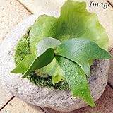 (観葉)苔盆栽 コウモリラン(ビカクシダ アルシコルネ) 抗火石鉢植え Mサイズ(1鉢) 本州・四国限定[生体]