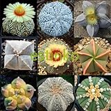 Hot Selling 20pcs/lot Mixed Astrophytum Cactus Seeds Succulents Plants Bonsai Seeds DIY Home Garden 