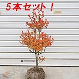 庭木:ドウダンツツジ(どうだんつつじ) H:50-60cm ☆5本セット☆