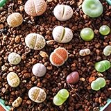 LORIA・JP 多肉植物 リトープス 種 栽培セット 生ける宝石 100粒/バッグ[並行輸入品]