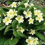 プリムラ：ブルガリス3～3.5号ポット 6株セット