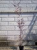 ベニバナトキワマンサク (赤葉) 樹高1.0m前後 単品