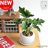 LAND PLANTS 【観葉植物】 セローム 白色丸型陶器 table green series