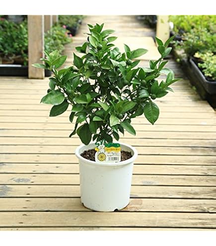 Amazon.co.jp: シークワーサーの苗木 1年生苗 12-13.5cmポット苗 : DIY