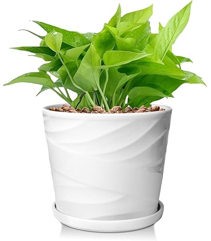 Amazon.co.jp: TT5 リトープス カラフル15苗大玉セット かわいい多肉