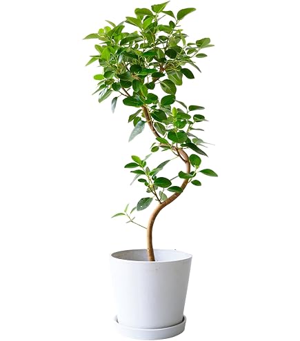 Amazon｜観葉植物 本物 フランスゴム（フィカス・ルビギノーザ）曲がり