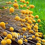 新しい種子2015！100 PCS家宝Craspediaグロボーサドラムスティック多年生ビリーボタンガーデンイエローフラワー種子