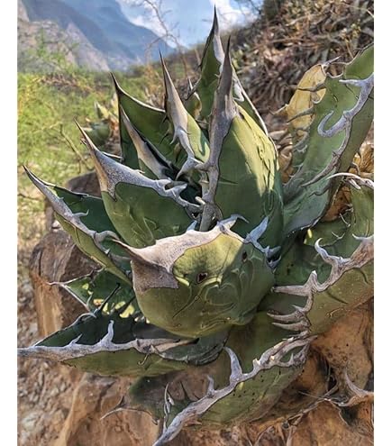 Amazon.co.jp: アガベ オテロイ 種子 50粒 Agave oteroi 多肉植物