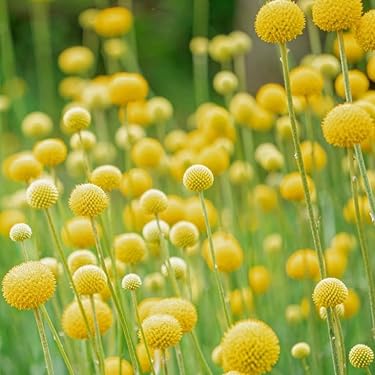 Amazon.co.jp 最新リリース: 園芸用種・苗 の新着ランキングです。