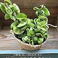 ホヤコンパクタ セール おしゃれインテリア 希少 多肉植物