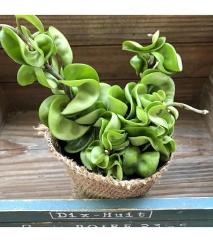 Amazon.co.jp: Hoya inflata ホヤ インフラータ 希少 抜き苗