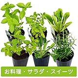 ハーブ苗 6種 セット / お料理 / サラダ / スイーツ 用