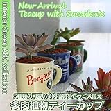 ティーカップ多肉植え５種セット 【観葉植物・多肉植物】