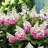 国華園　花木　アジサイ　ノリウツギ　ピンキーウィンキー　1株【※発送が国華園からの場合のみ正規品です】