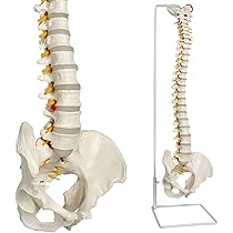 ソムソ　脊柱分解　椎骨、仙骨、頭蓋骨 2025年最新】ソムソ 模型の人気アイテム - メルカリ