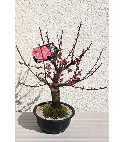 Amazon.co.jp: 盆栽 花芽付！皐月（サツキ）（日の丸）(4523) 【現品