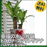 【観葉植物】ドラセナ・マッサンゲアナ（幸福の木）5号鉢・バスケット・受皿付き