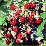 ラズベリー(キイチゴ)苗木　インディアンサマー　2株