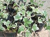 ヘデラグレーシャ 20本