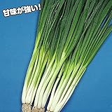 国華園　ネギ苗　越津ネギ　100本【※発送が国華園からの場合のみ正規品です】