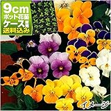 国華園　ケース花苗 ビオラミックス(無選別) 48株【※発送が国華園からの場合のみ正規品です】