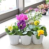 相武ガーデン 【パンジー3ポット入】店長お任せ 花苗 5ポットセット