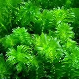（水草）メダカ・金魚藻 国産 無農薬アナカリス（５本）