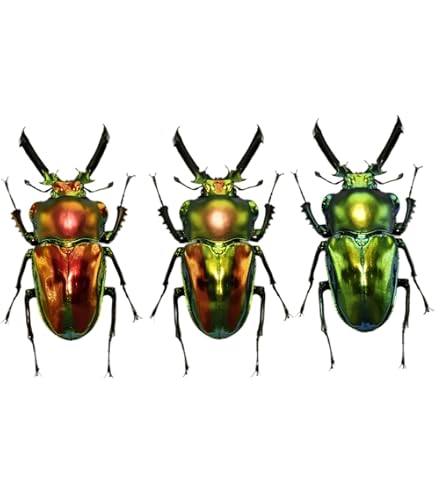 Amazon.co.jp: 涅槃 ニジイロクワガタ クワガタムシ 7.3cm 2色