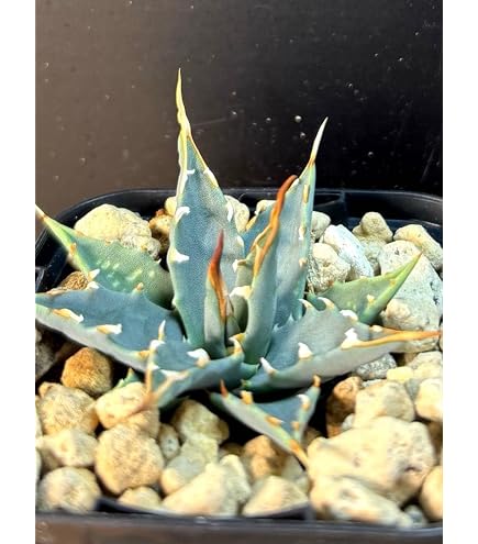 アガベ　ユタエンシス　エボリスピナ　青葉陽炎　親株　鉢植え発送 Amazon｜アガベ ユタエンシス エボリスピナ 青葉陽炎 親株 鉢植え