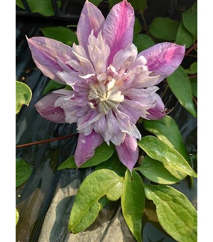 クレマチス　ホワイトライト　正規品ラベル付き Amazon.co.jp: 正規品ラベル付き 人気品種クレマチス ホワイトライト 2