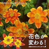 ビデンス：天使のきらめきエンゼルチーク3.5号 3株セット