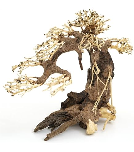 Amazon | カミハタ 水景BONSAI 榕樹(ガジュマル) S 流木 活着