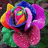 100pcsバッグ珍しい混合色バラ種子虹バラ種子盆栽花種黒バラバルコニー植物供給color3