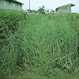 【種 4kg】 ローズグラス カタンボラ コート種子 中生 酪農 畜産 緑肥 [播種期：5～7月] 雪印種苗 米S代不