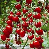 Milk red tomato seeds, cherry tomatoes, tomato seeds organic fruits and vegetables - 200 Seed partic