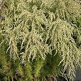 【山野草】ユーパトリウム「グリーン・フェザー」