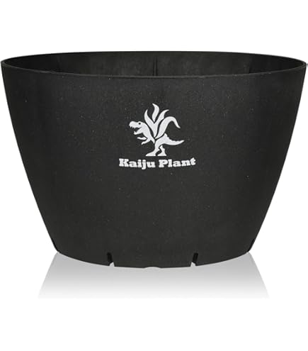 Amazon.co.jp: 多肉植物アガベ 氷山 極上小株 発根済 : DIY