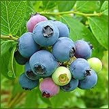 ブルーベリー苗木　ブルーレイ＜ハイブッシュ系＞