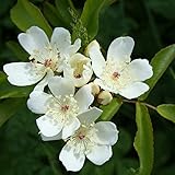 Amazon 珍しい一重 芳香高い一重咲 木香バラ モッコウバラ 白色 12cmポット長尺物 全高約60cm 植木