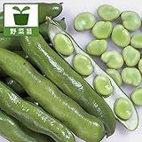 そらまめ・早生ソラマメの苗2.5号ポット 6株セット[家庭菜園で育てるそら豆の苗] ノーブランド品