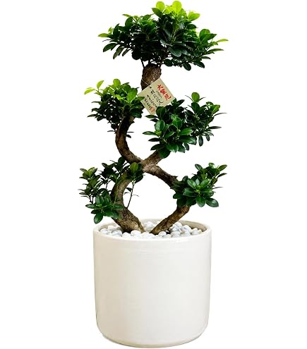 Amazon｜花のギフト社 ガジュマル 8の字 大型 大きい 観葉植物 本物