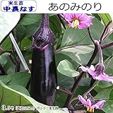 なす 苗 あのみのり 茄子 10.5cmポット苗 (実生)