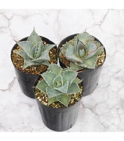 Amazon.co.jp: アガベ・オテロイ(チタノタ・グリーン） 3号ロング