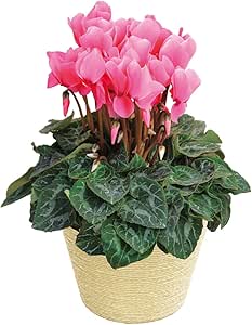 Amazon 花のギフト社 シクラメン シクラメンピンク シクラメン桃 シクラメン花 鉢植え シクラメン5号鉢 花 観葉植物 オンライン通販
