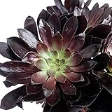 アエオニウム：黒法師5号ポット[人気の多肉植物、クロホウシの大株] ノーブランド品